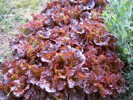 S3500058aRedLettuce.jpg (26368 bytes)